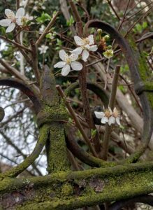 Fleurs de cerisier blancs qui s'épanouissent sur le haut d'une grille en fer recouverte de mousse et de lichen.