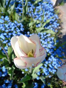 Tulipe blanche aux pétales bordés d'un rose soutenu