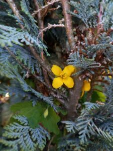 Petite fleur jaune à quatre pétale qui pousse entre les branches d'un sapin.