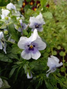 Pensée blanche au cœur violet pâle au bord et violet foncé au centre