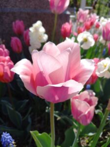 Tulipe rose