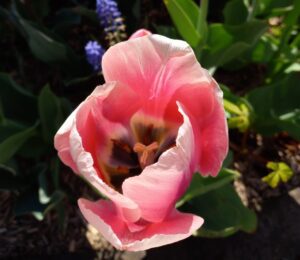 Tulipe rouge pâle bordée de blanc, avec un cœur noir et des anthères jaunes.
