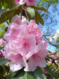 Rhododendron rose pâle