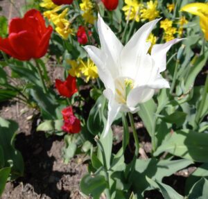 Tulipe à fleur de lys blanche