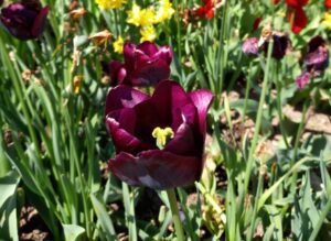 Tulipe noire