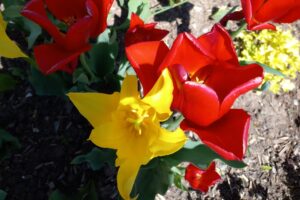 Tulipes à fleurs de lys (une jaune, une rouge).