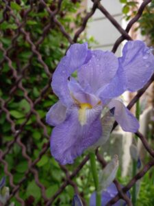 Iris violet pâle à travers un grillage rouillé