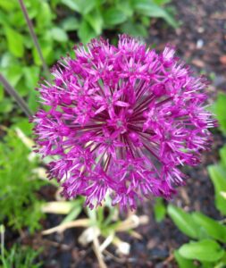 Allium couleur fushia